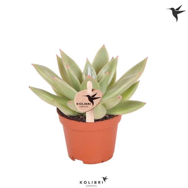 <h4>Kolibri Greens Succulenten Echeveria Miranda</h4>