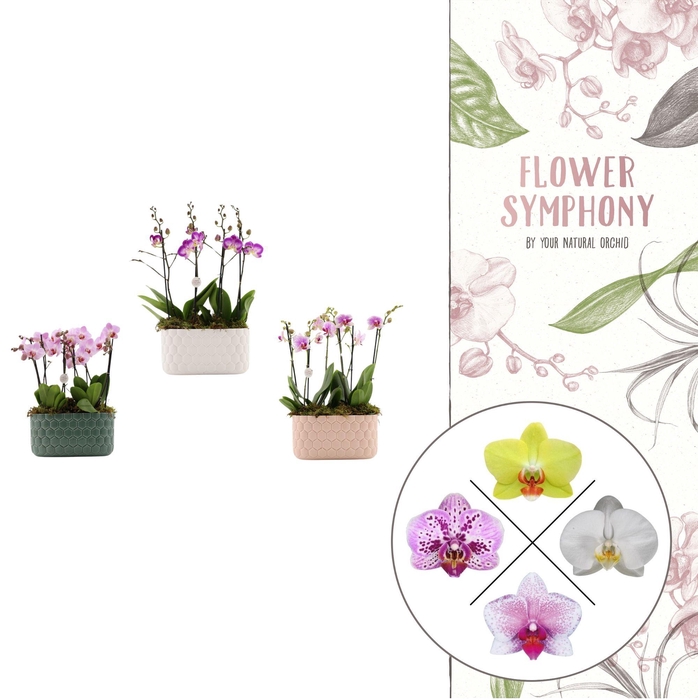 <h4>Honingraat BHome mix 1 | 2 plants in 1 pot | Phalaenopsis</h4>