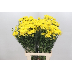 Chrys Sp Yellow (box)