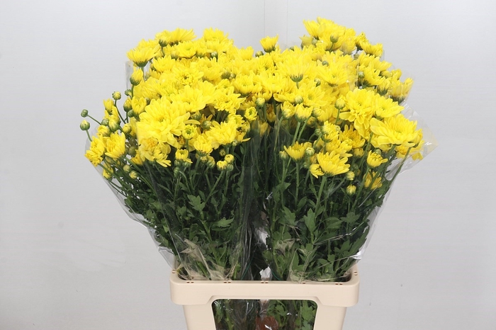 <h4>Chrys Sp Yellow (box)</h4>