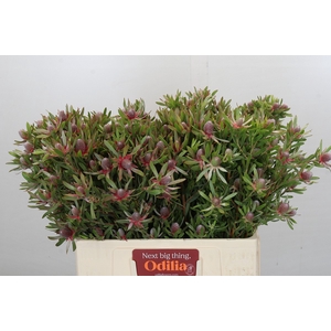 Leucadendron Ayoba Star Pearl