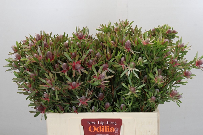 <h4>Leucadendron Ayoba Star Pearl</h4>