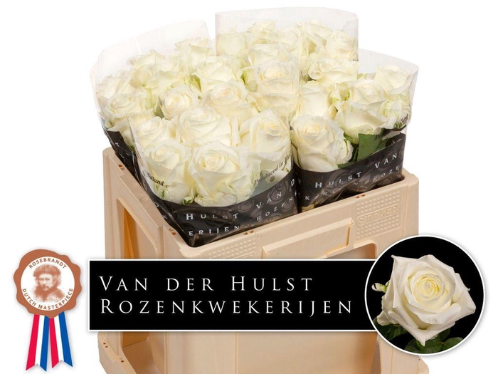 <h4>Rosa large noelia</h4>
