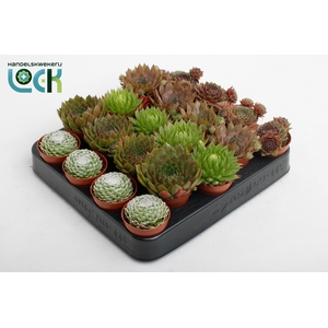 Sempervivum Mix