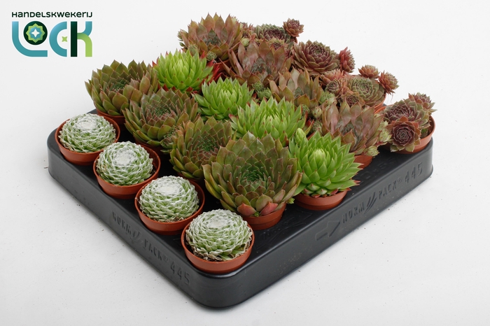 <h4>Sempervivum Mix</h4>