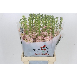 MATTHIOLA INCANA 'IRON APRICOT'