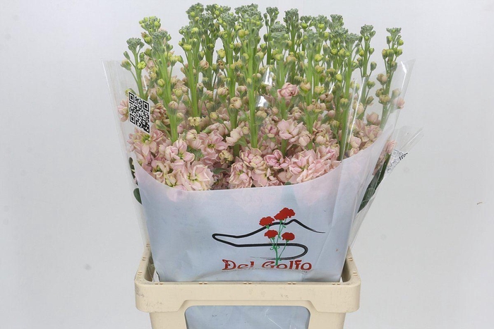 <h4>MATTHIOLA INCANA 'IRON APRICOT'</h4>