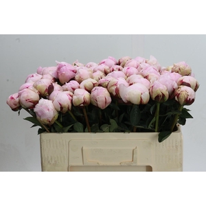 Paeonia Reine Hortense XXL