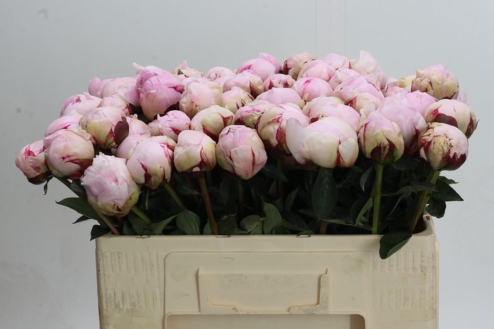 <h4>Paeonia Reine Hortense XXL</h4>