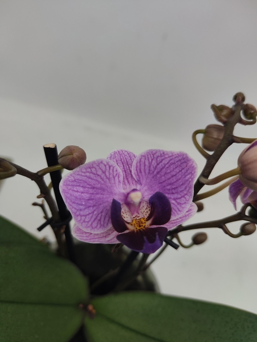 <h4>Limited 49 week 2</h4>