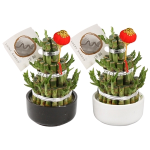 Lucky Bamboo Round 3S in ø10cm Ceramic Black&White