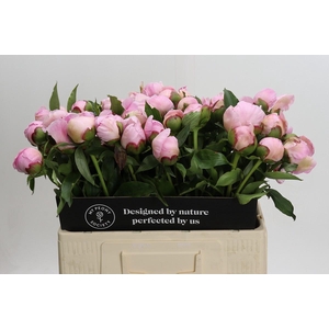 Paeonia Fairy's Petticoat