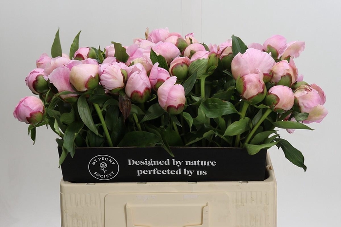 <h4>Paeonia Fairy's Petticoat</h4>