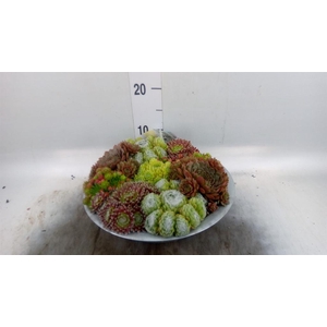 Sempervivum   ...