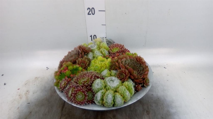 <h4>Sempervivum   ...</h4>