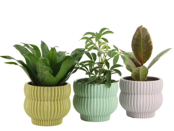 <h4>7501370: Solutionss Consideration</h4>