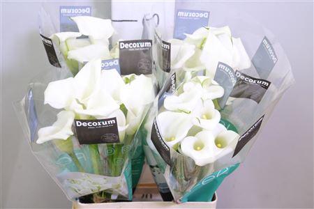 <h4>Zant Crystal Blush</h4>