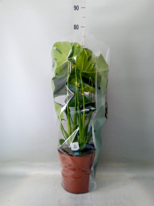 <h4>Monstera delic.</h4>