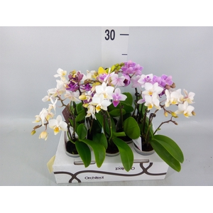 Phalaenopsis   ...mini