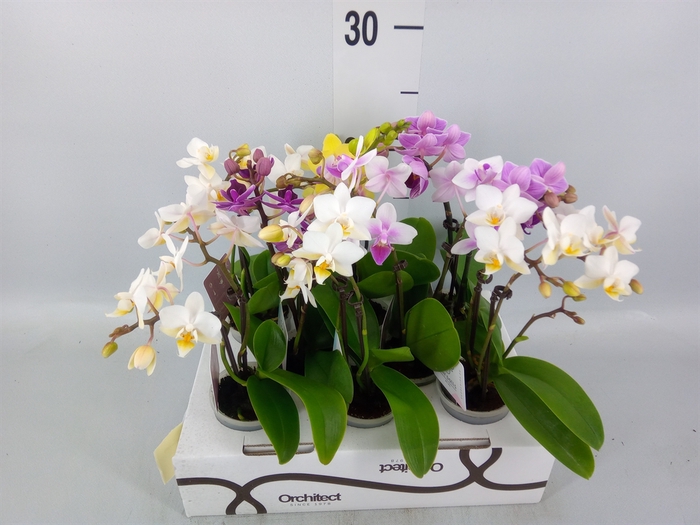 <h4>Phalaenopsis   ...mini</h4>