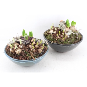 arr4 Bollenmix PL - Ker. schaal luxe 402/2