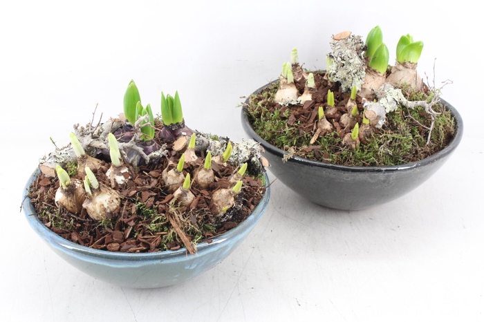 <h4>arr4 Bollenmix PL - Ker. schaal luxe 402/2</h4>