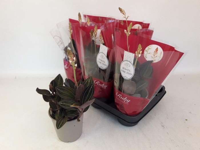 <h4>LUD DISCOLOR</h4>