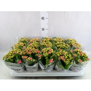 Kalanchoe  'RoseFlow Constance'