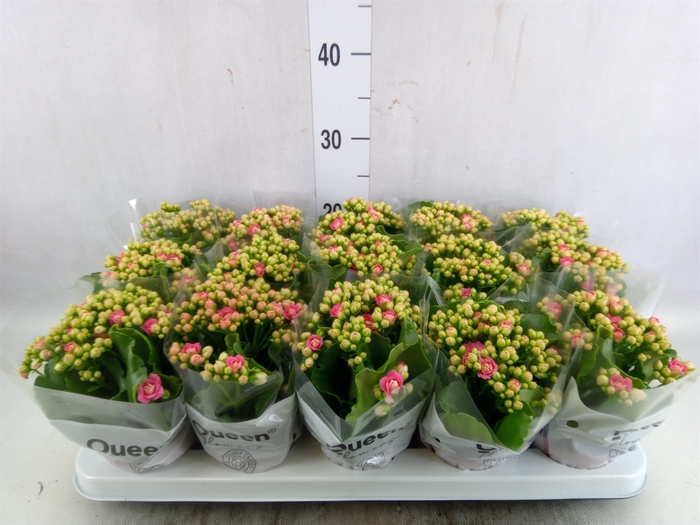 <h4>Kalanchoe  'RoseFlow Constance'</h4>