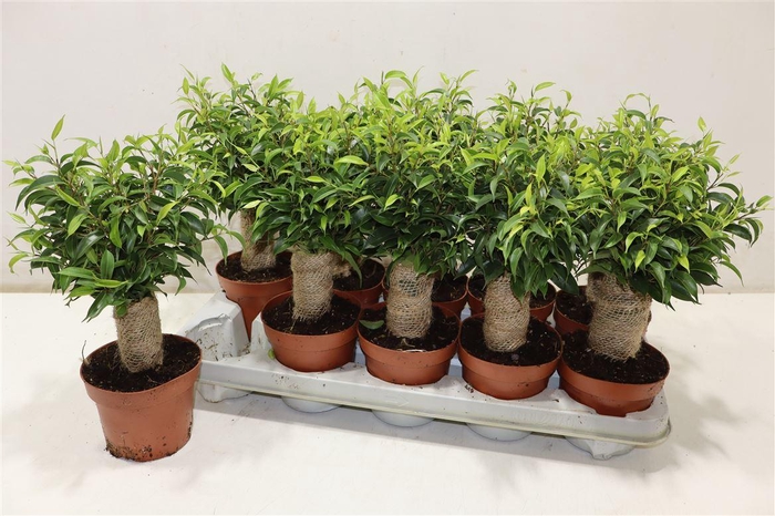 <h4>Fic Be Natasja</h4>