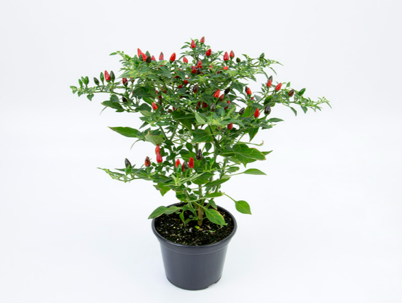 <h4>PIMENTA MALAGUETINHA P14</h4>