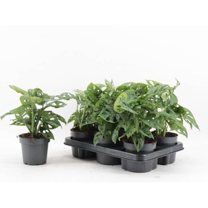 Monstera adansonii Monkey Mask 12Ø 30cm 4pp