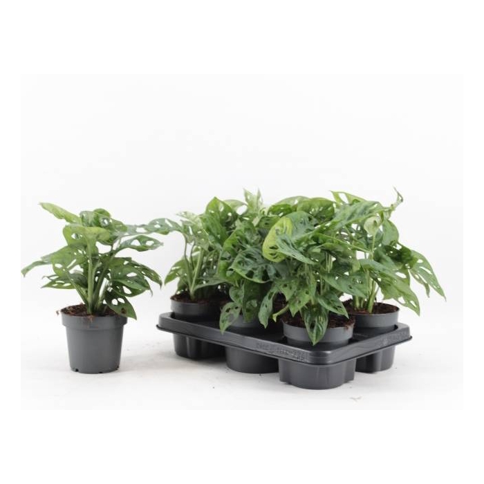 <h4>Monstera adansonii Monkey Mask 12Ø 30cm 4pp</h4>
