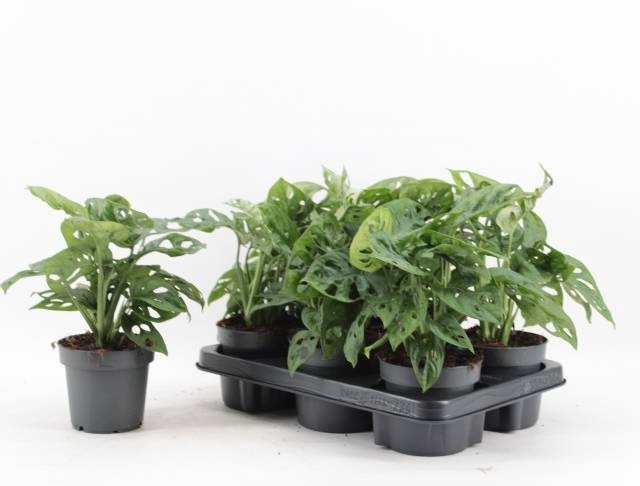 Monstera adansonii Monkey Mask 12Ø 30cm 4pp