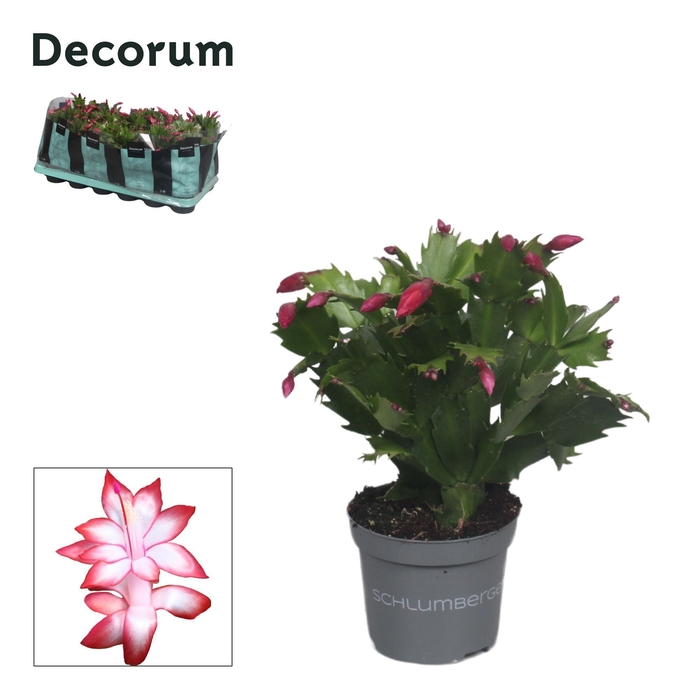 <h4>Schlumbergera - 9 cm - Red (Exotic) - Decorum</h4>