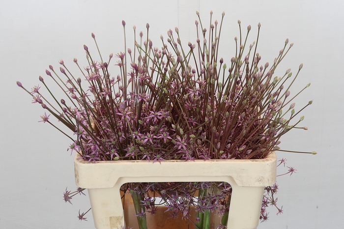 <h4>Allium Schubertii</h4>