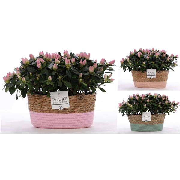 <h4>1st class Azalea pink (x2) in P&PURE Fieldbasket ass.3</h4>