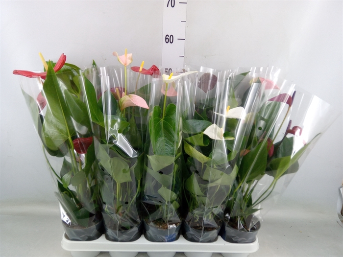 <h4>Anthurium   ...mix</h4>