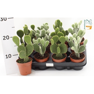 OPUNTIA MICRODASYS