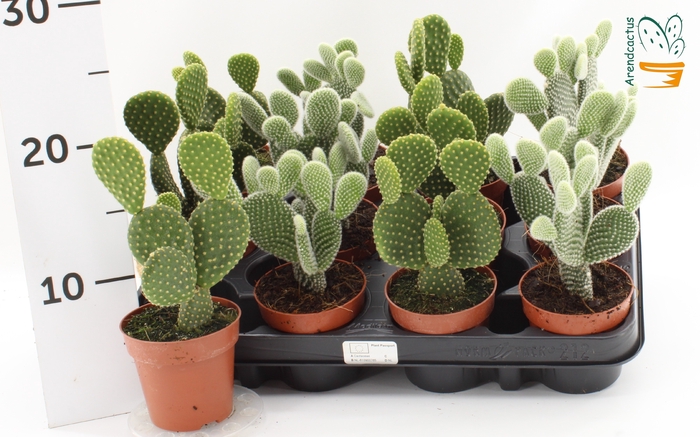 <h4>OPUNTIA MICRODASYS</h4>