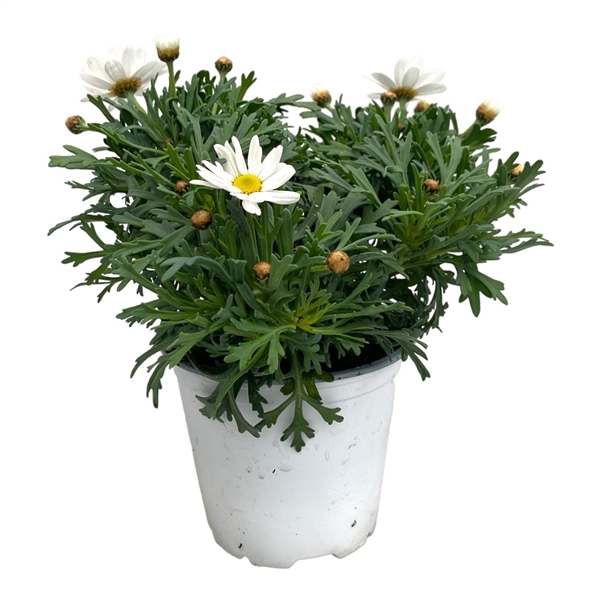 <h4>Argyranthemum frutescens "struik" - WIT</h4>