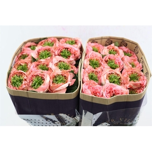 R Gr Mandarin X-pression