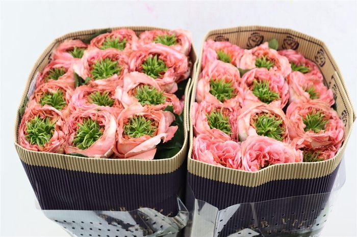 <h4>R Gr Mandarin Xpression</h4>