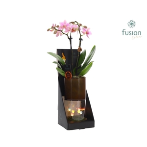 Glas tube Led planter groot met Phalaenopsis