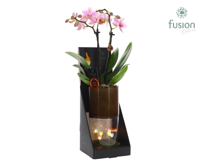 <h4>Glas tube Led planter groot met Phalaenopsis</h4>
