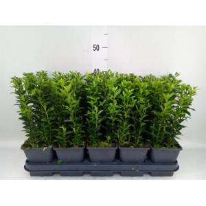 Euonymus japon. 'Green Spire'