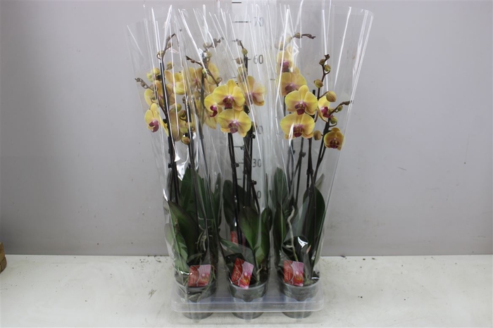 <h4>Phal Golden Beauty 2 Tak</h4>