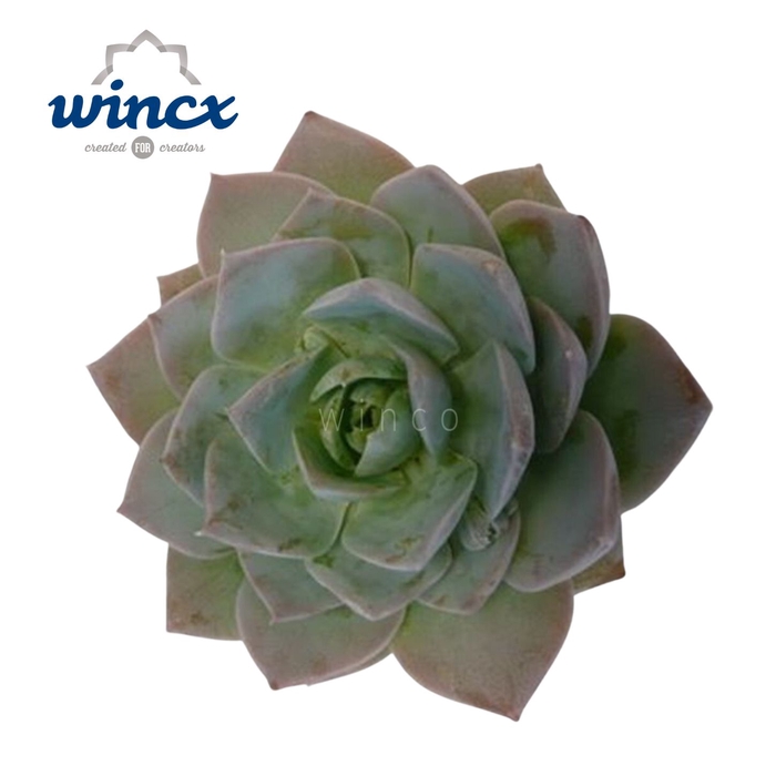 <h4>Echeveria Blue Lotus Cutflower Wincx-8cm</h4>