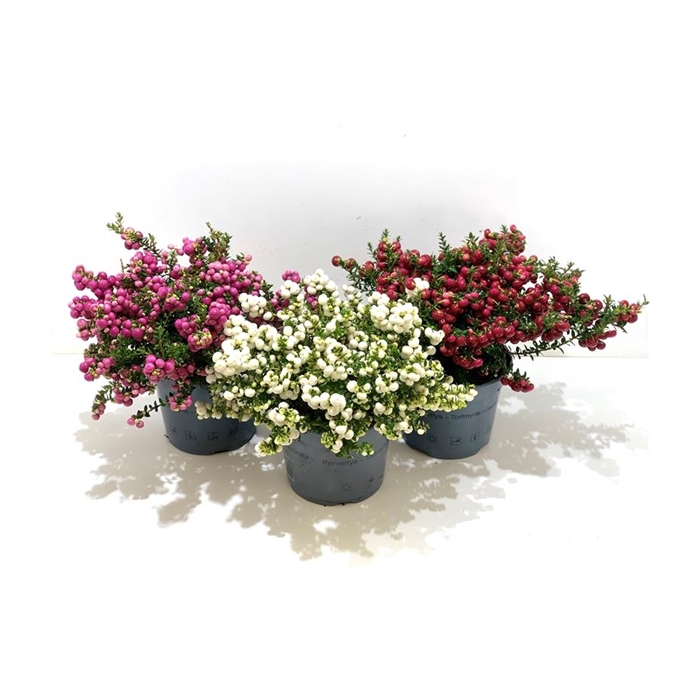 <h4>Gaultheria mucronata Gemengd laag</h4>