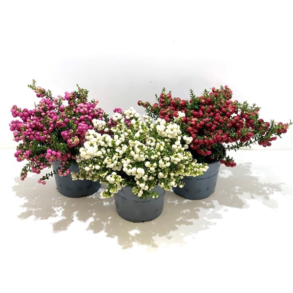 <h4>Gaultheria mucronata Gemengd laag</h4>